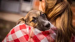O segredo do amor canino: Como é que o cão escolhe o seu dono em casa