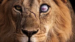 O leão não é tão forte como parece: 8 animais a que não resiste sozinho