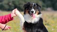 Do caos à disciplina: como transformar o treino num dia de festa para o cão