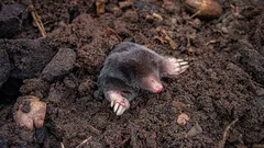 Leve esta decocção a ferver e despeje-a na toca — as toupeiras fogem imediatamente do terreno