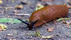 Como livrar-se das lesmas sem produtos químicos: 3 passos que ajudam rapidamente a afastá-las